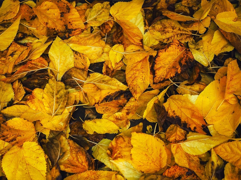 Zlatý list - starší kategorie (7.- 9.třída)