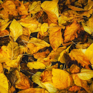 Zlatý list - nejmladší kategorie (1.- 3.třída)